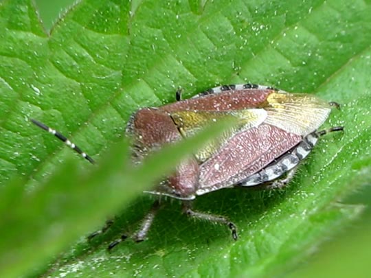 Dolycoris baccarum, Beerenwanze