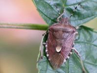 Dolycoris baccarum, Beerenwanze
