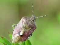 Dolycoris baccarum, Beerenwanze