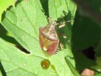 Dolycoris baccarum, Beerenwanze