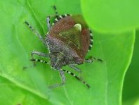 Dolycoris baccarum, Beerenwanze