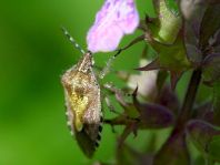 Dolycoris baccarum, Beerenwanze
