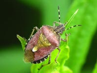 Dolycoris baccarum, Beerenwanze