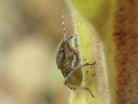 Dolycoris baccarum, Beerenwanze