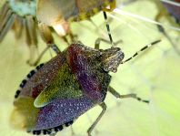 Dolycoris baccarum, Beerenwanze