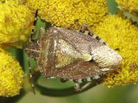 Dolycoris baccarum, Beerenwanze