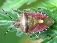Dolycoris baccarum, Beerenwanze