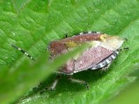 Dolycoris baccarum, Beerenwanze