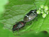 Kohlwanze, Eurydema oleracea