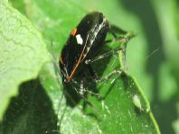 Kohlwanze, Eurydema oleracea
