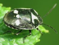 Kohlwanze, Eurydema oleracea
