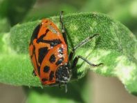 Eurydema ornata