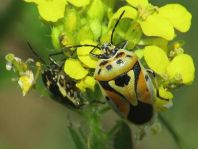 Eurydema ornata