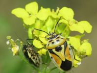 Eurydema ornata