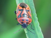 Eurydema ornata