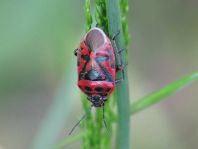 Eurydema ornata