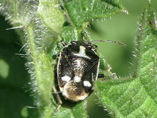Kohlwanze, Eurydema oleracea