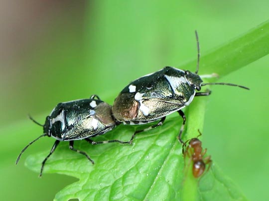 Kohlwanze, Eurydema oleracea