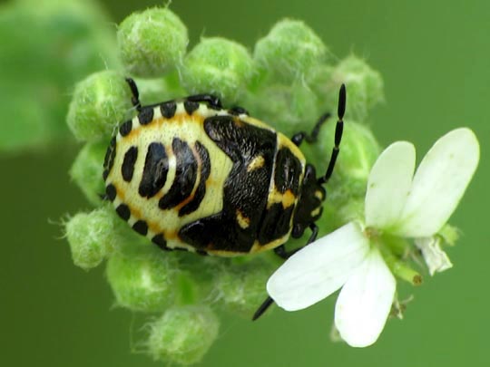 Eurydema, Larve
