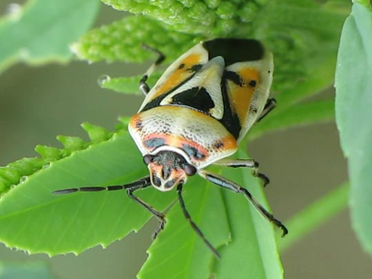 Eurydema ornata