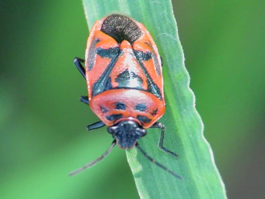 Eurydema ornata