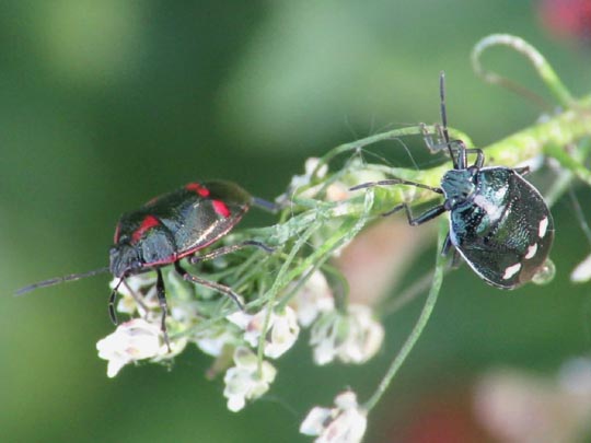 Kohlwanze, Eurydema oleracea