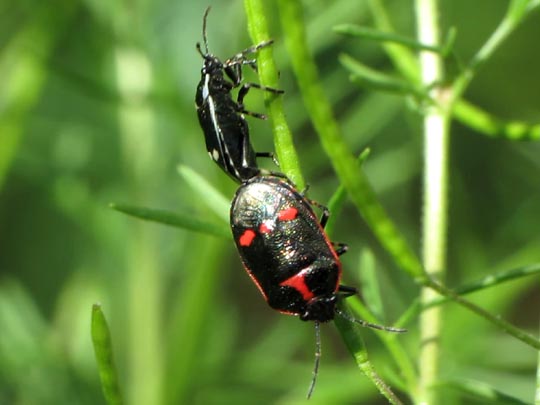 Kohlwanze, Eurydema oleracea