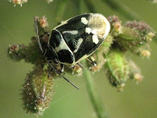 Kohlwanze, Eurydema oleracea
