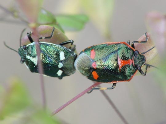 Kohlwanze, Eurydema oleracea