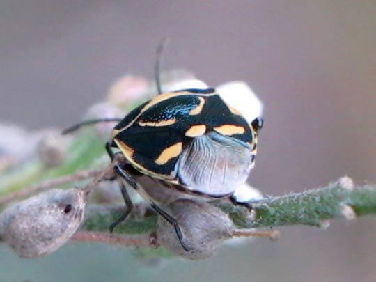 Kohlwanze, Eurydema oleracea
