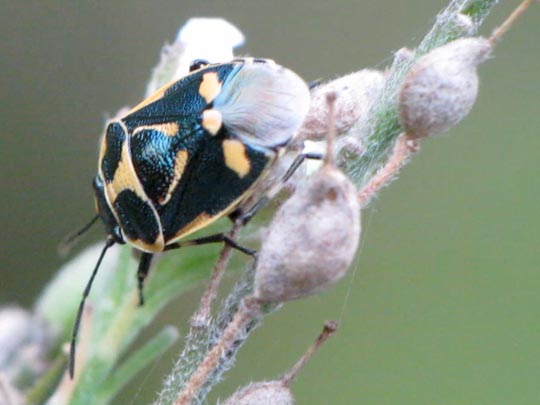 Kohlwanze, Eurydema oleracea