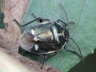 Kohlwanze, Eurydema oleracea