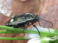 Kohlwanze, Eurydema oleracea