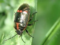 Kohlwanze, Eurydema oleracea