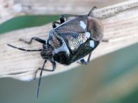 Kohlwanze, Eurydema oleracea