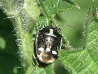 Kohlwanze, Eurydema oleracea