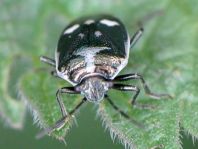 Kohlwanze, Eurydema oleracea