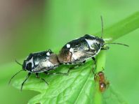 Kohlwanze, Eurydema oleracea