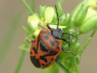 Eurydema ornata