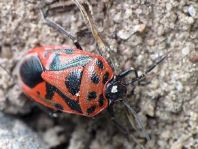 Eurydema ornata