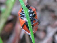 Eurydema ornata