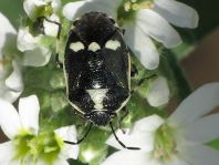 Kohlwanze, Eurydema oleracea