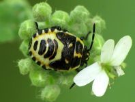 Eurydema, Larve