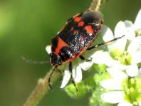 Kohlwanze, Eurydema oleracea