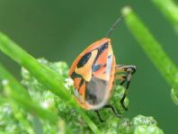 Eurydema ornata