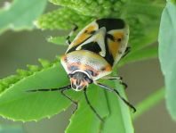 Eurydema ornata