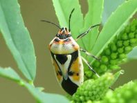 Eurydema ornata