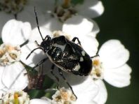 Kohlwanze, Eurydema oleracea