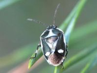 Kohlwanze, Eurydema oleracea