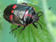 Kohlwanze, Eurydema oleracea